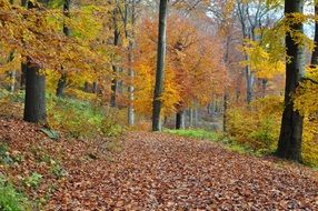 autumn forest in colorful foliage