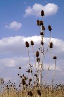 dry thistle plant with seeds on the field
