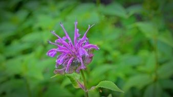 Monarda Didyma, purple flower at blurred green background