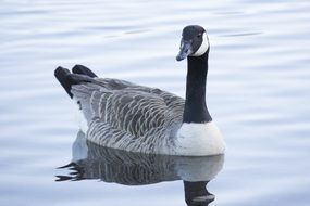 duck in a calm water lake
