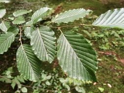 Green beech leaves in nature