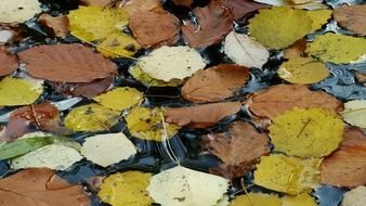 variety of autumn leaves on water