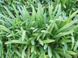 Leaves of the iris