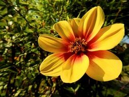 wallpaper with a yellow red garden flower