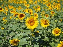 sunflower field on the agricultural field