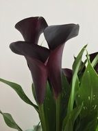 Black Calla Lilies