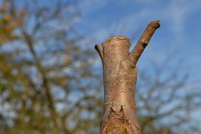 Tree stump in autumn