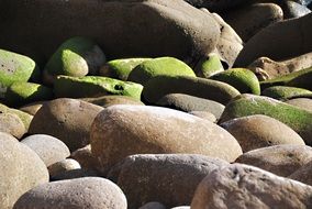 Grey and green pebbles in moss in light