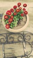 red garden flowers in a flower pot