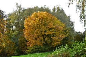 golden autumn in the meadow