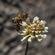 bee on an inflorescence of white clover