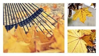 gold Autumn Foliage