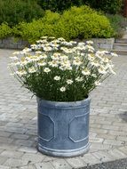 white daisies blooming in grey pot on pavement