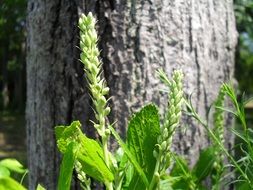 Long green leaf in nature near a tree close-up on a blurred background