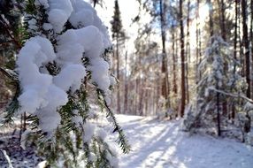 sun rays in a snowy forest