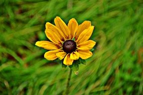 closeup photo of pleasant yellow Flower