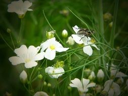 fly on blooming cardamine