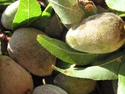 fresh almonds in the sun