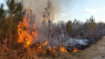 wildfire in the forest