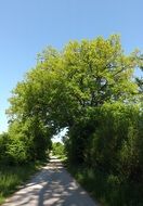 green trees and shrubs at path, Summer landscape, germany, Bavaria