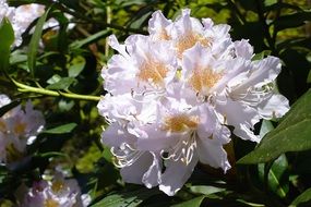 white lush flowers on a green bush close-up