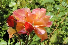 close-up photo of orange rose with buds on a bush