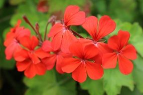 Red Flower Red Flower Geranium