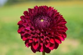 burgundy dahlia in the sun close up