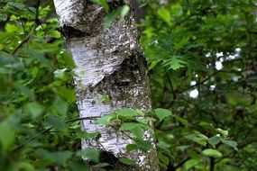 Birch Leaves Tree