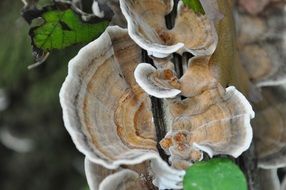 Fungus in the fall