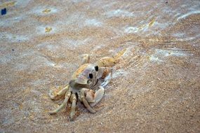 magnificent Crab on sand