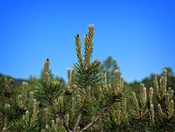 Beautiful colorful pine needles