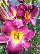 flowers bloom