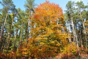 yellow deciduous Trees at green pine forest, Autumn landscape