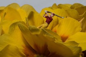 golf player miniature on the yellow petal