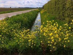 blooming rapeseed near the road