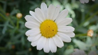 white daisy with a round yellow core