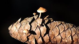 mushrooms on a pine cone close-up