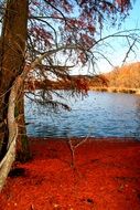 Tree Lake Autumn