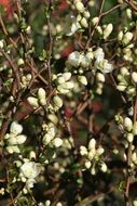 bush of white flowers in spring