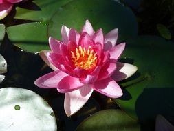 pink water lily in the sun