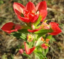 scarlet indian flower