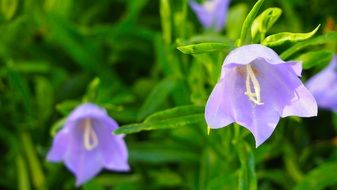 Beautiful violet pale lilac flowers like bells