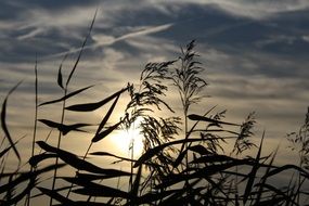 marsh grass against the evening sky