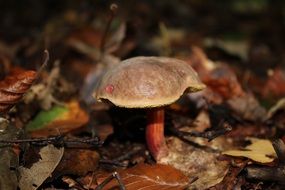 stunning Chestnut Mushroom
