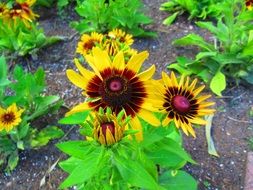 black eyed-susan in the summer garden