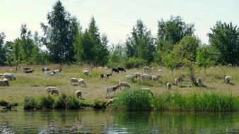 flock of sheep on a hill near the lake