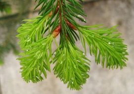raindrops on a sprout of fir