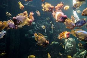colorful flock of fish in an aquarium