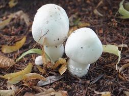 fascinating white Mushrooms